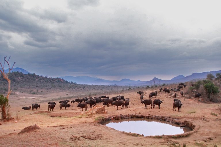 Buffalo Spring National Reserve Buffalo