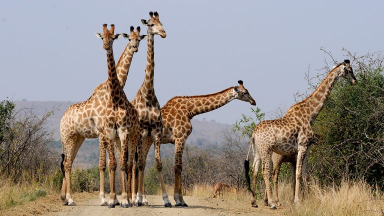 Kenya National Parks Entrance Fees