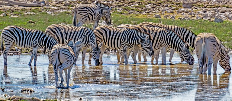 Meru National Park Zebra