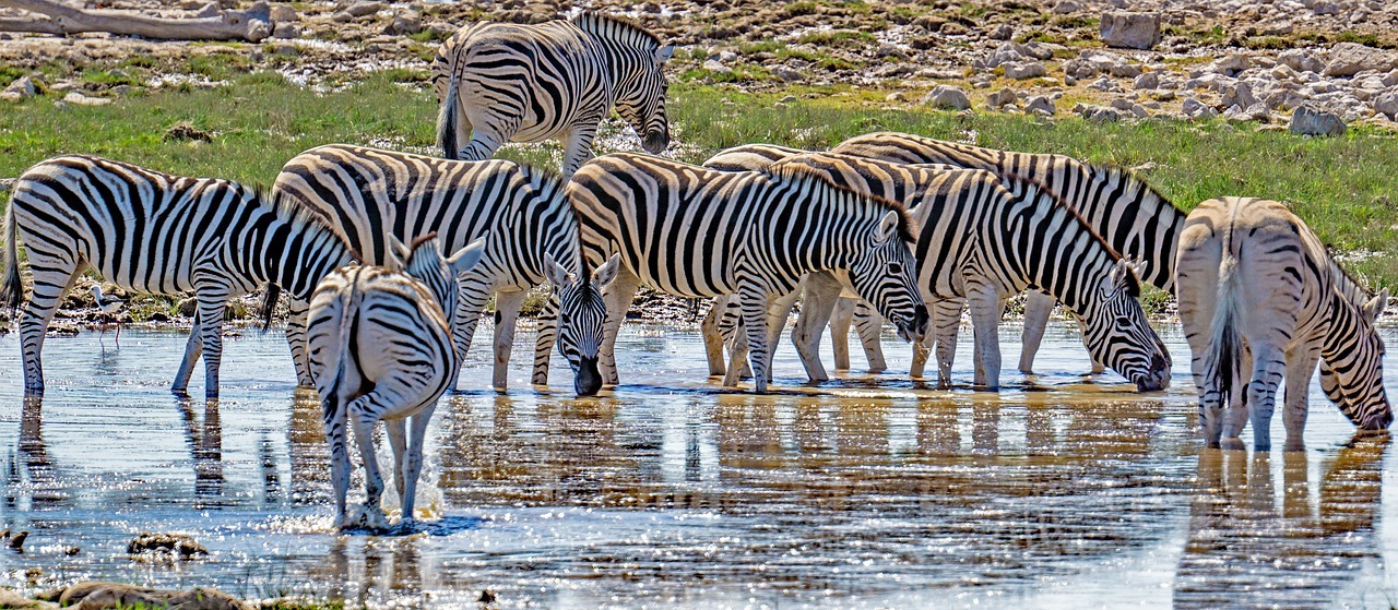 Meru National Park Zebra