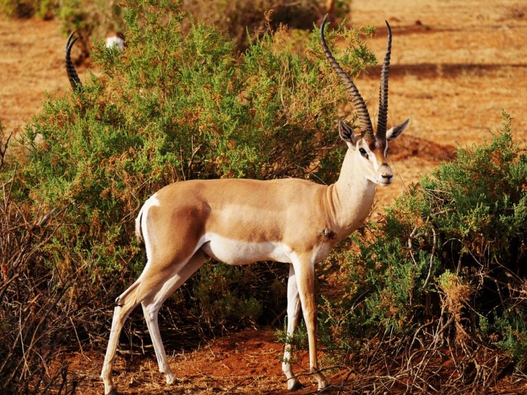 Samburu National Reserve
