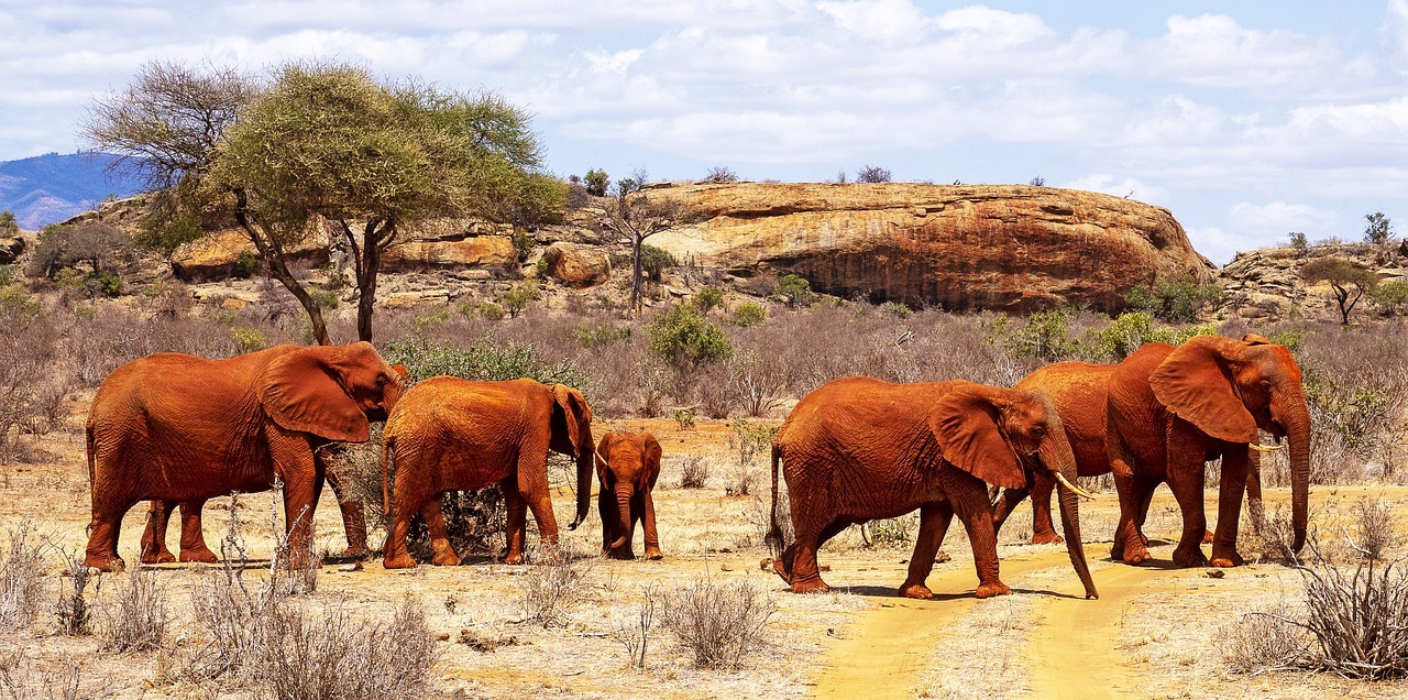 Tsavo West National Park