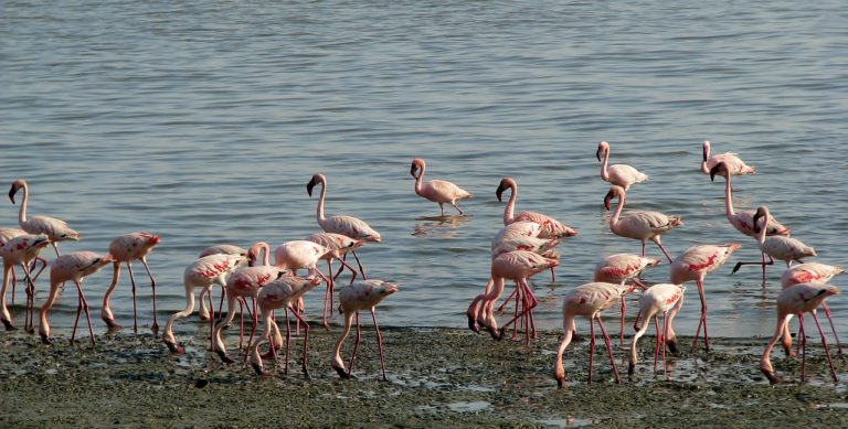 Lesser Flamingos Kenya National Parks