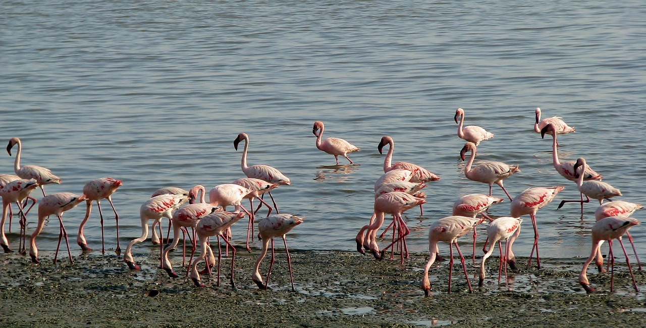 Lesser Flamingos Kenya National Parks