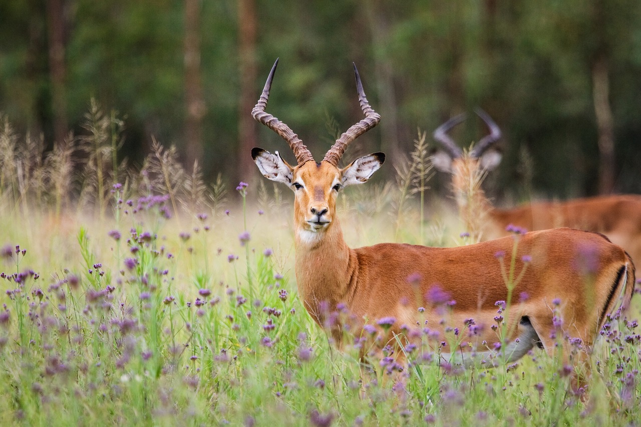 Kisumu Impala Sanctuary