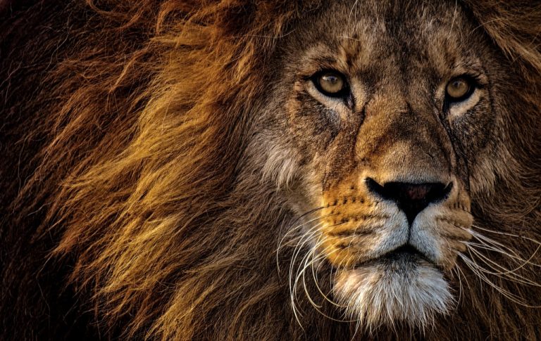 Nairobi Animal Orphanage Lion