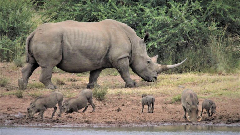 Rhino Watch Safari Lodge
