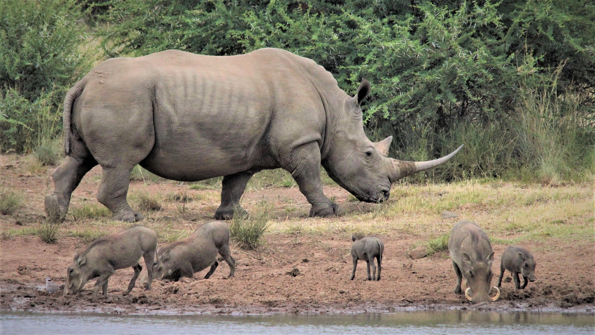 Rhino Watch Safari Lodge