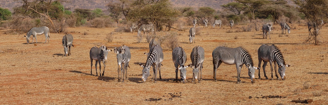 Lewa Wildlife Conservancy