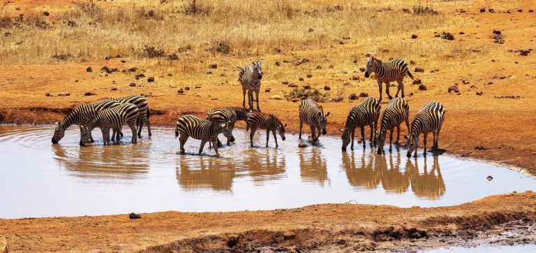 Tsavo West National Park Hotels