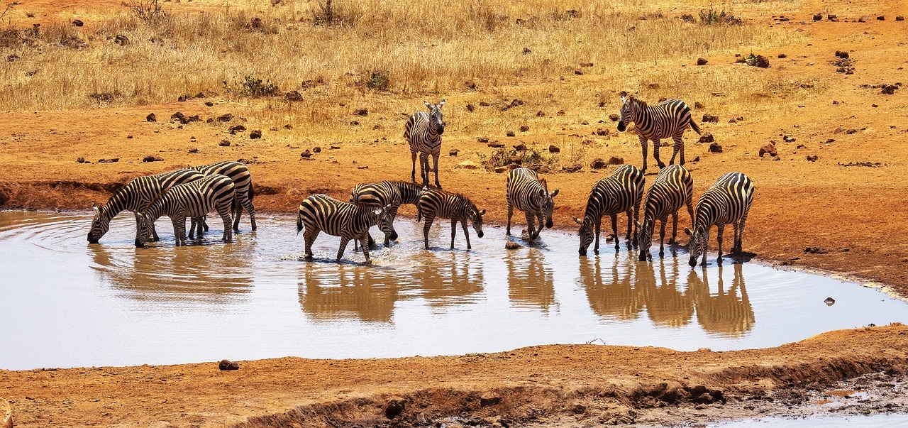 Tsavo West National Park Hotels