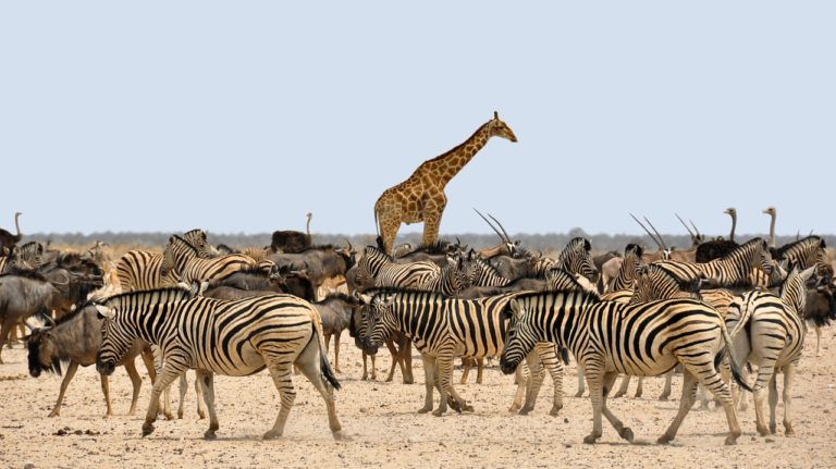 Mount Longonot National Park Giraffe/Zebra