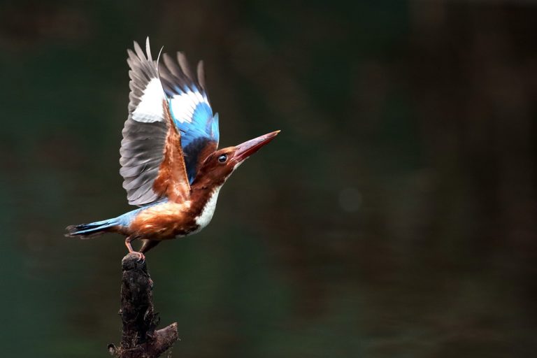 Ndere Island National Park Kingfisher