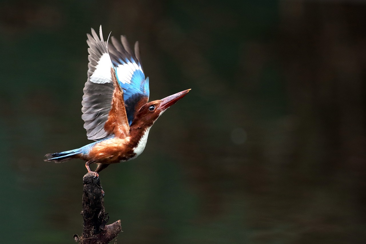 Ndere Island National Park Kingfisher