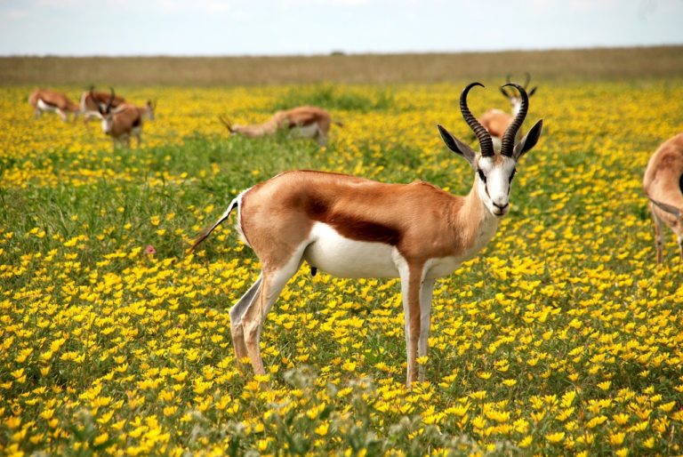 Kora National Park Antelope