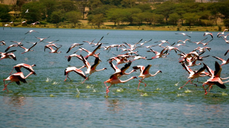 Lake Elementaita