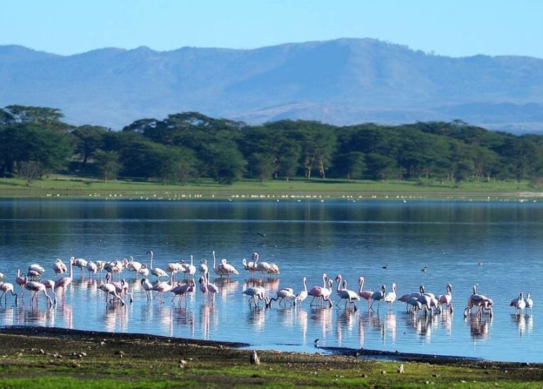 Kenya Rift Valley Lakes: Lake Naivasha