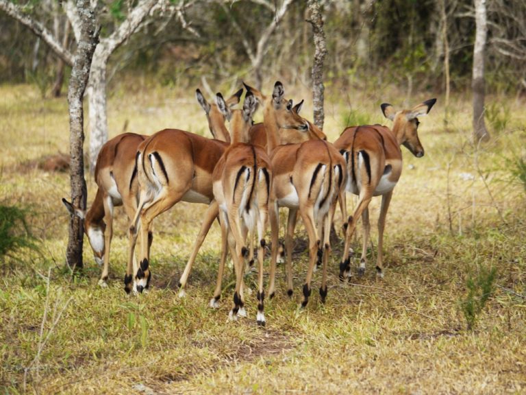 Lake Mburo National Park