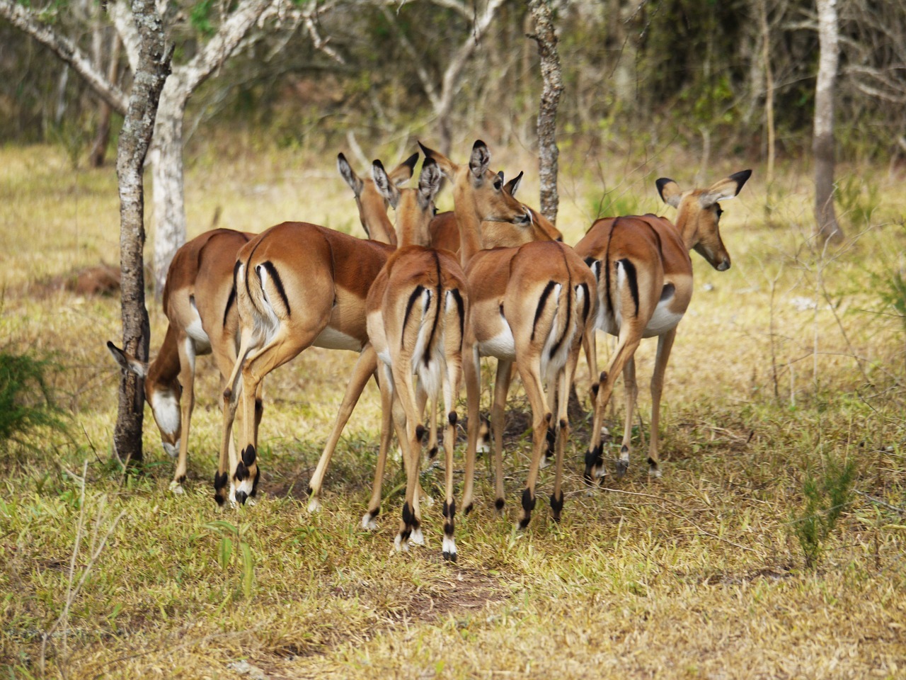 Lake Mburo National Park