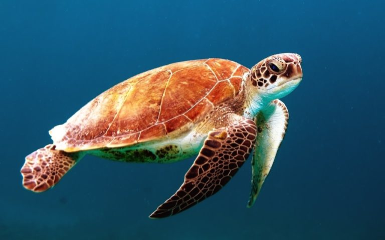 Mombasa Marine National park