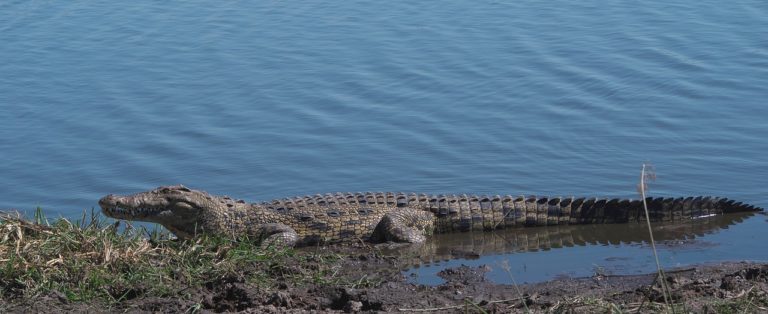 South/Central Island National Park Nile Crocodile