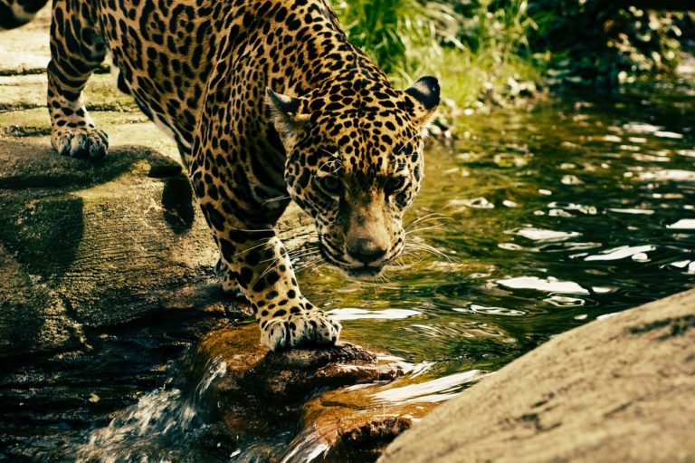 Ol Donyo Sabuk National Park Leopard