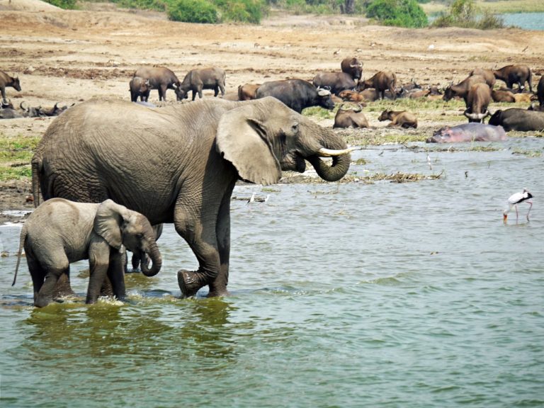 Queen Elizabeth National Park