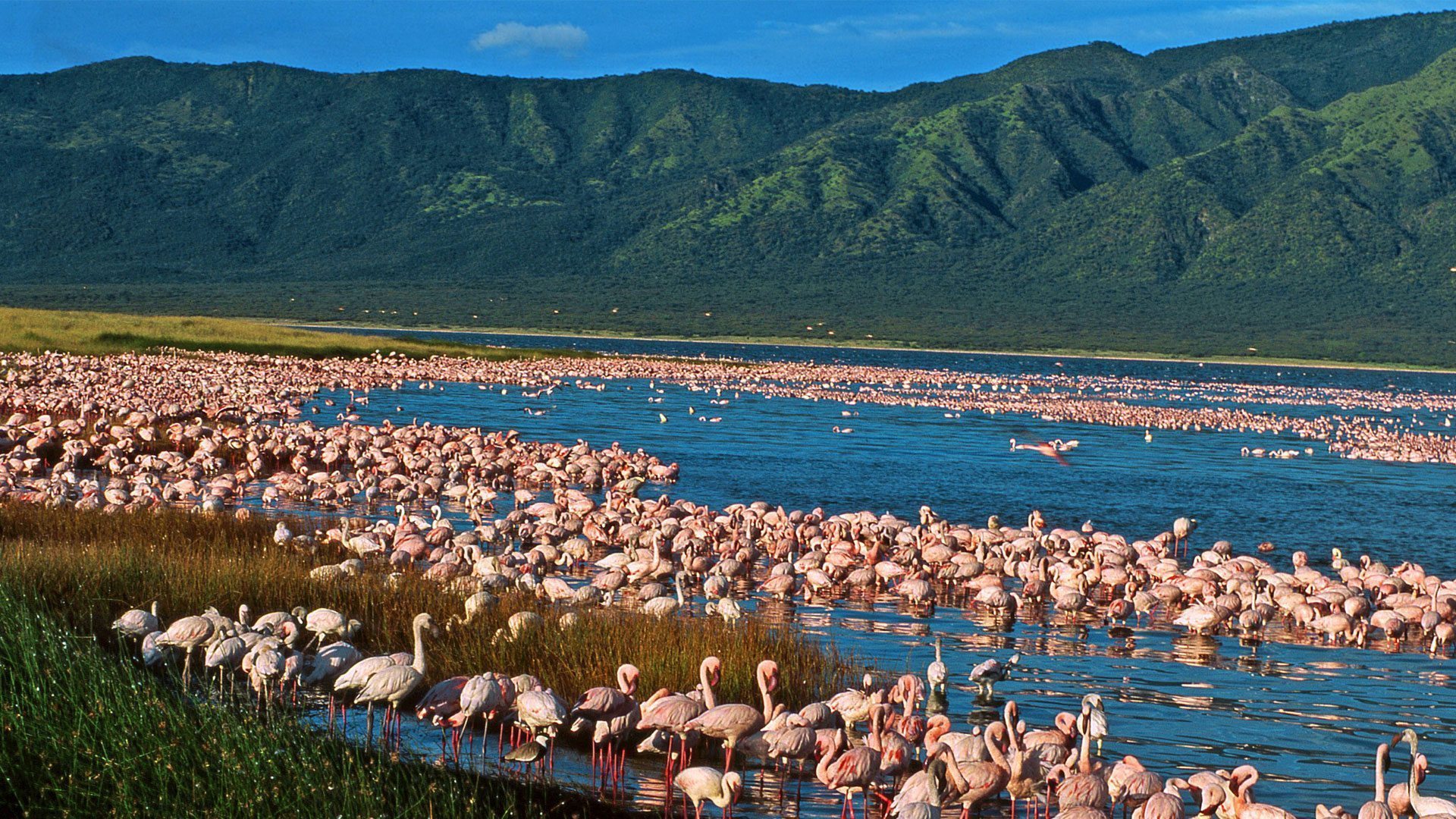The Great Rift Valley Lakes
