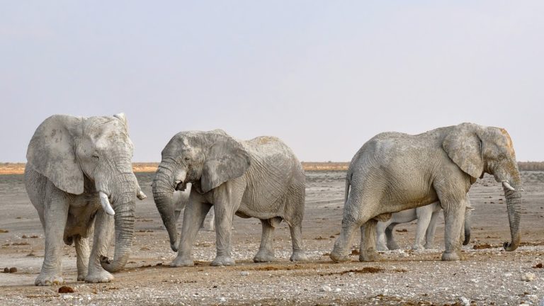 Shimba Hills National Reserve Elephants