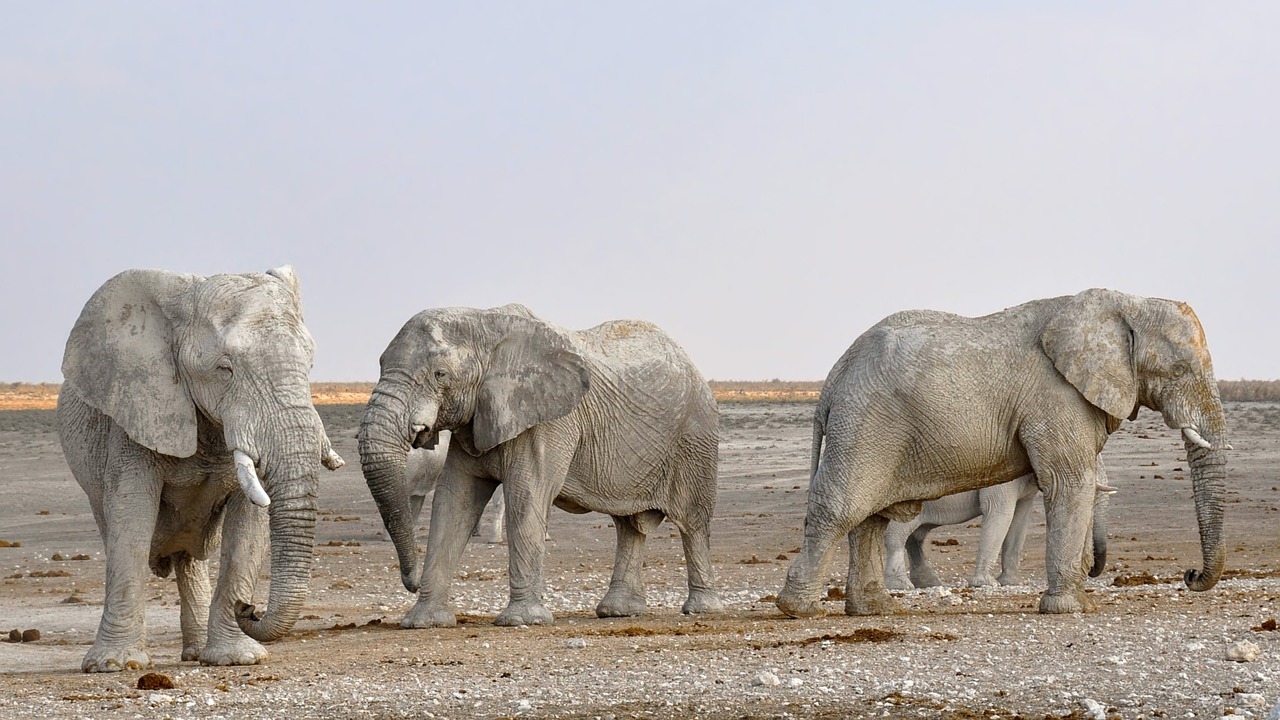 Shimba Hills National Reserve Elephants