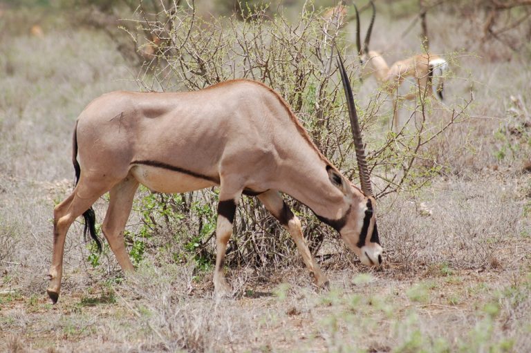 Sibiloi National Park Beisa Oryx