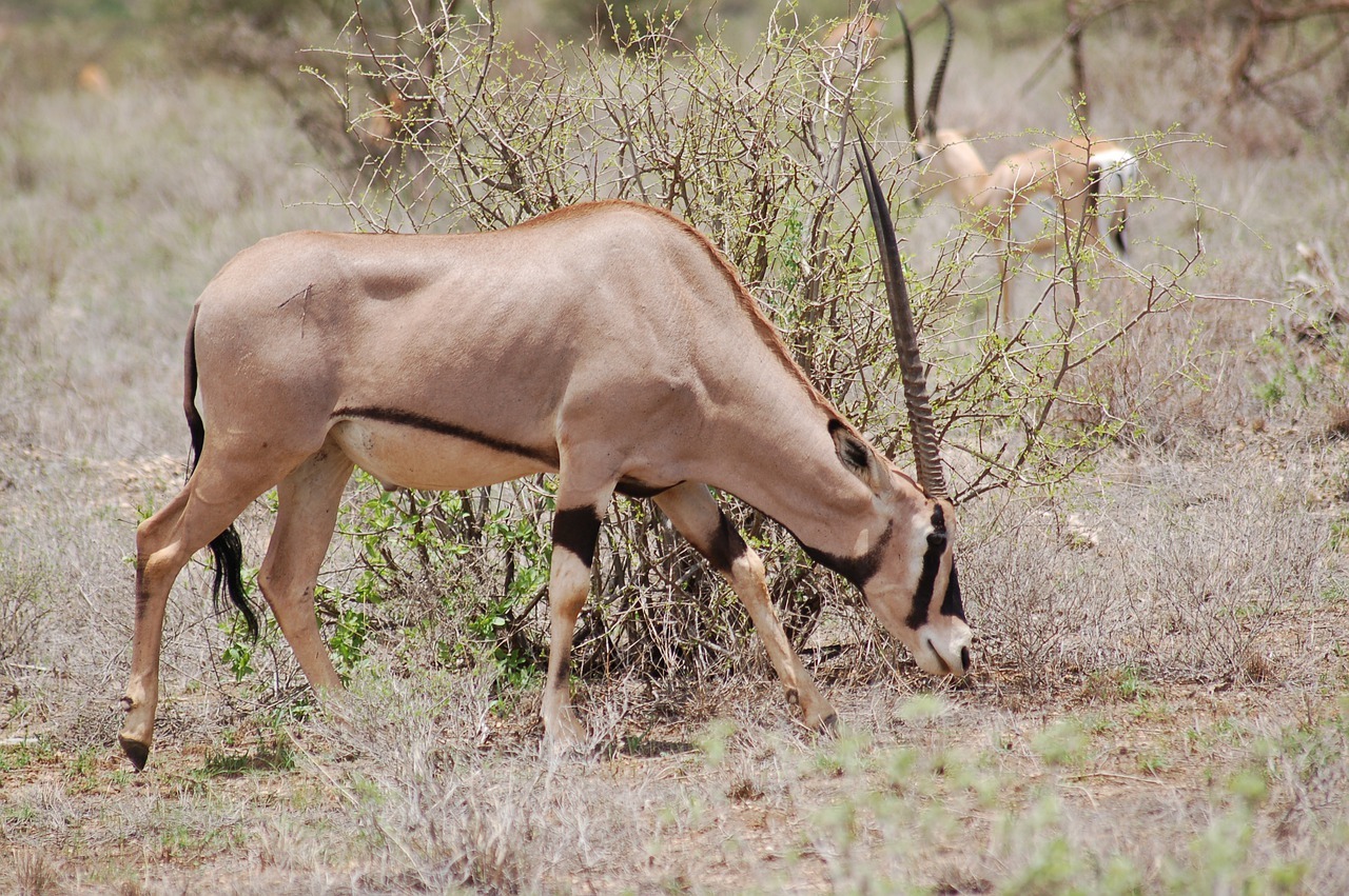 Sibiloi National Park Beisa Oryx