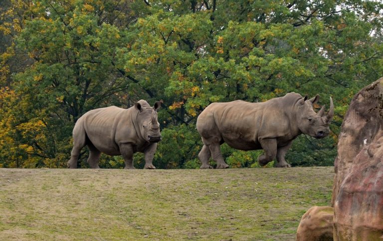 Ruma National Park White Rhino