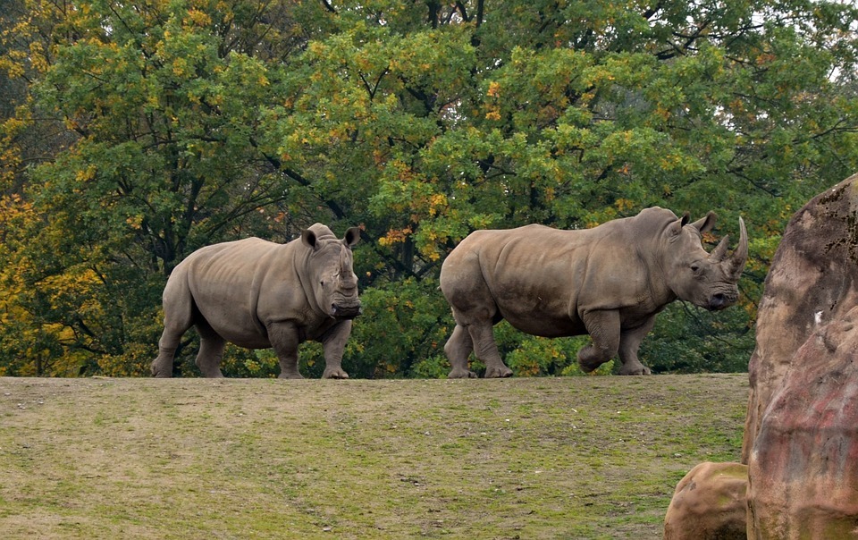 Ruma National Park White Rhino