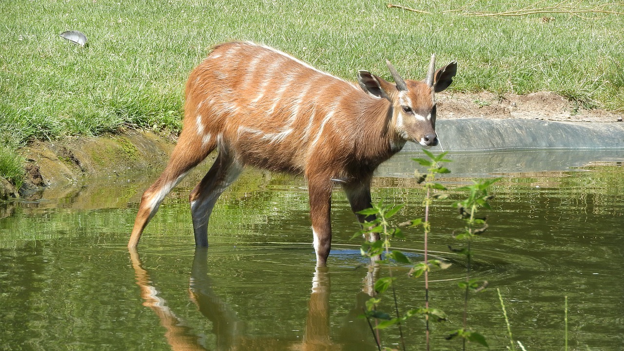 sitatunga Saiwa Swamp National Park