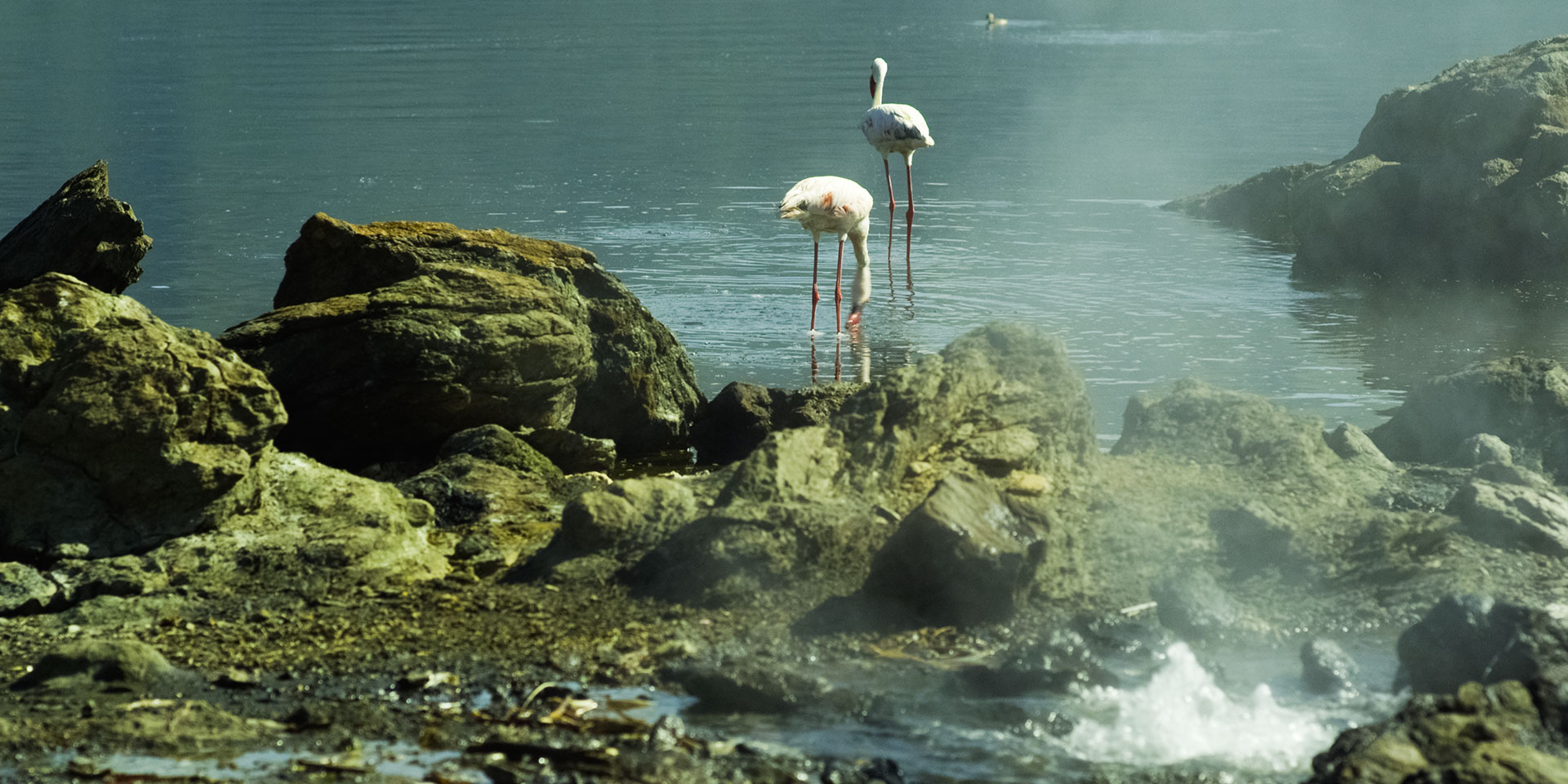 Menengai Crater Animals