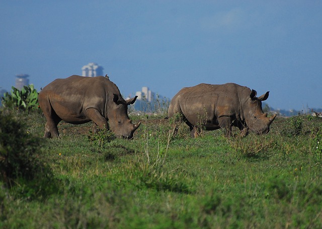 hotels near Nairobi National Park