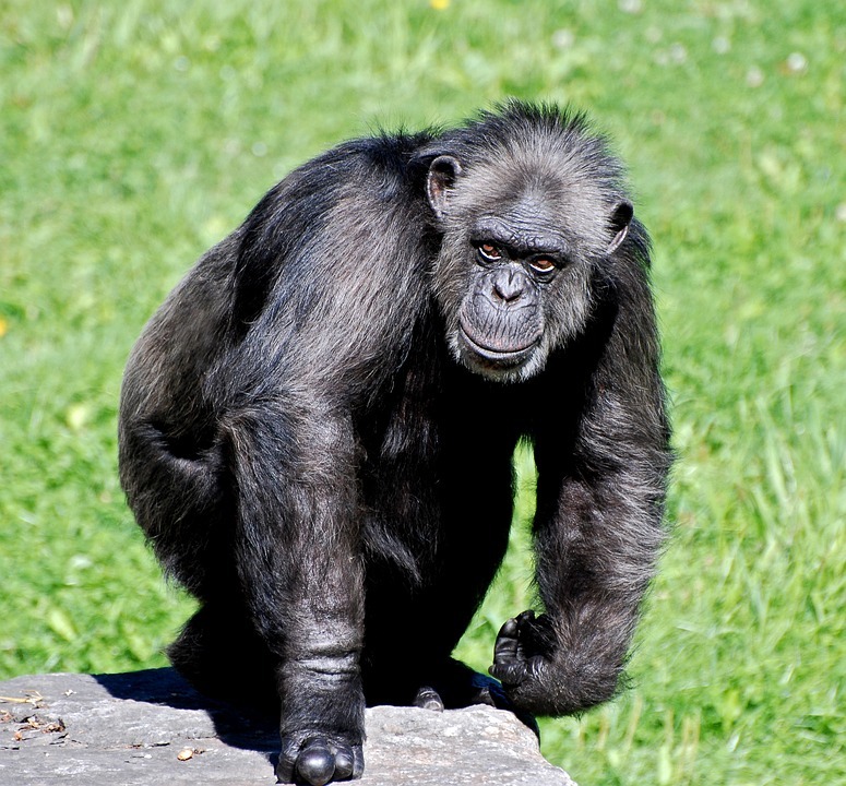 chimpanzee