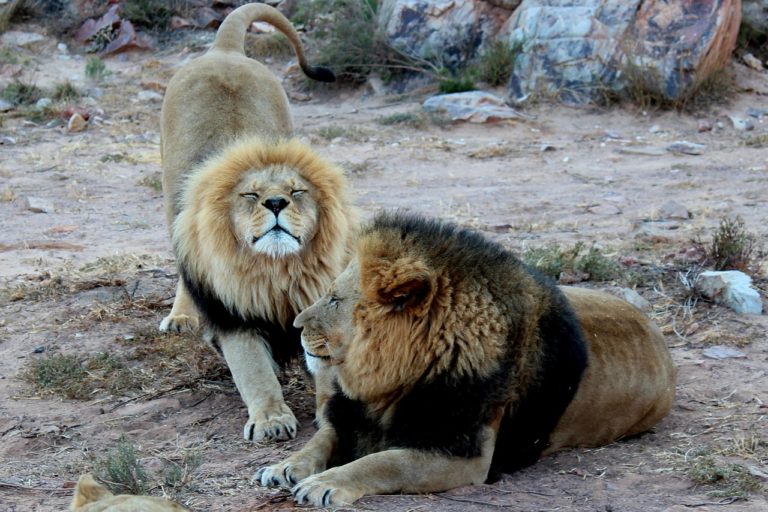 East Africa Safaris-Lion