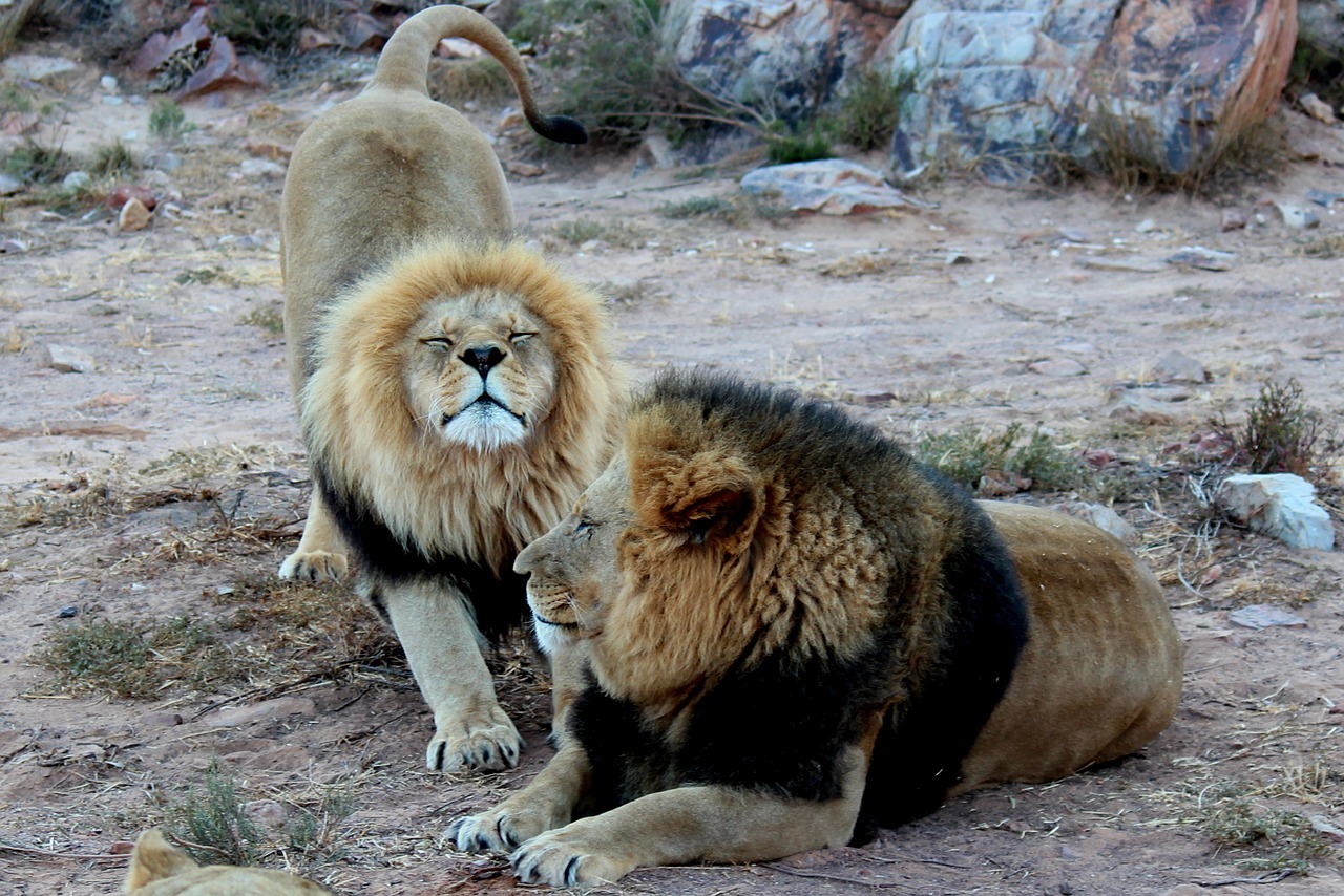 East Africa Safaris-Lion