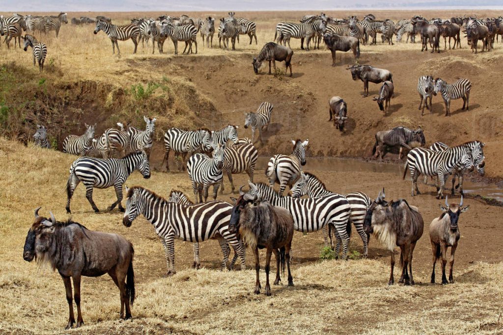 Nairobi National Park Migration