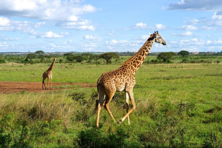 Nairobi National Park Animals