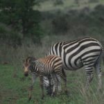 Nairobi National Park, Zebras