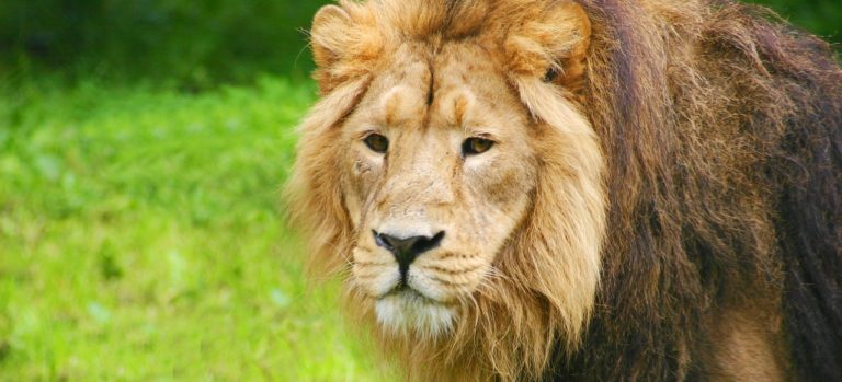 Hotels near Chester Zoo with Parking Swimming Pool