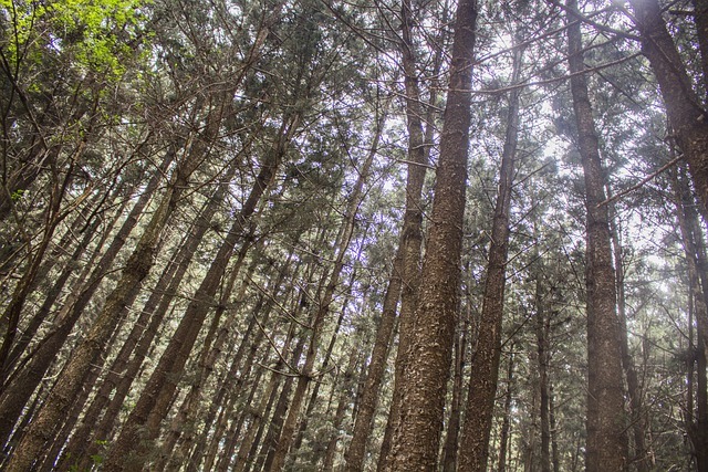 Karura Forest