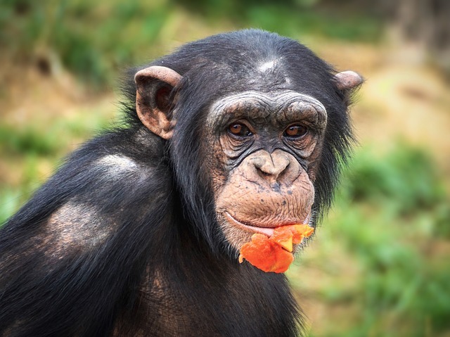 Premier Inn near Monkey World