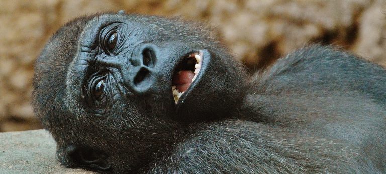 Best Hotels near London Zoo (ZSL)