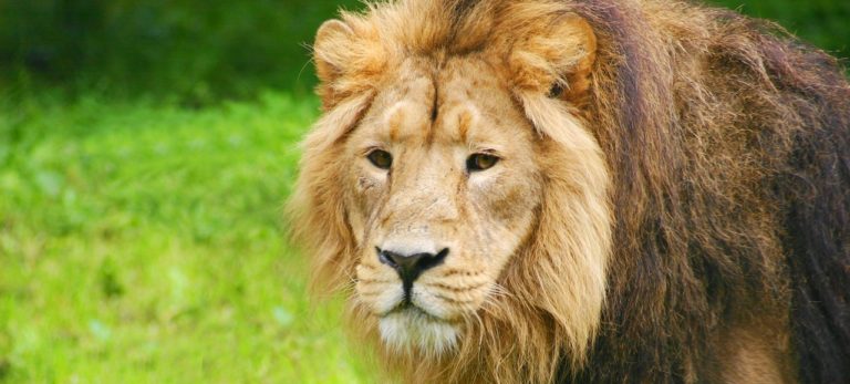 Spa Hotels near Chester Zoo